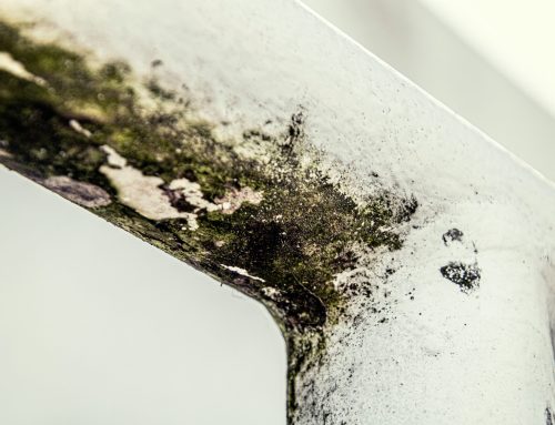 How Long Does Mould Take to Grow After Water Damage?