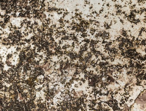 Why Professional Mould Remediation in London Is Essential for Protecting Your Property