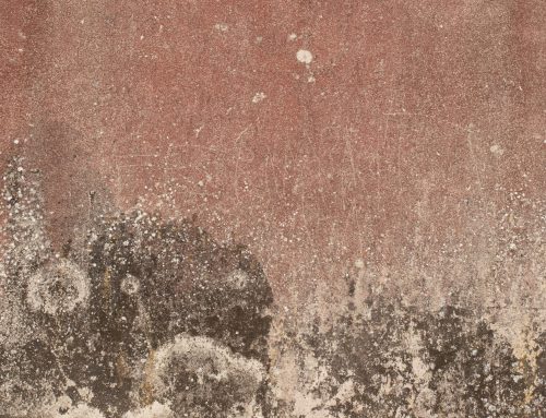 Mould Remediation in St Albans: Dealing With Mould Safely and Effectively